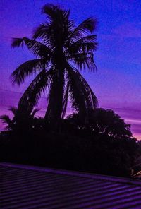 Low angle view of palm trees against blue sky