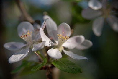 Close-up of white flowering plant