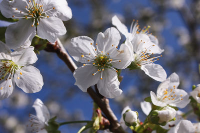 Close-up of cherry blossom