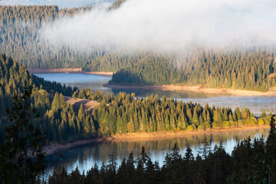 Scenic view of lake in forest