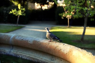 Bird perching on retaining wall