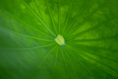 Full frame shot of flower