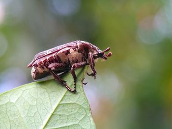 Close-up of insect on leaf