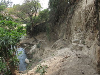 View of stream flowing through forest