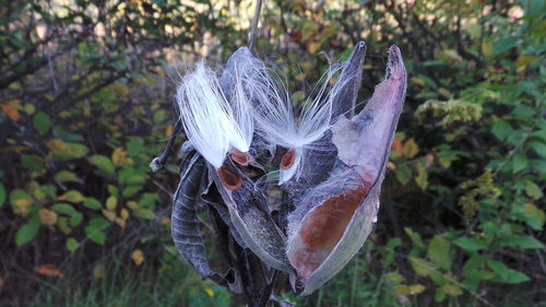 Close-up of umbrella on leaves