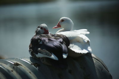 Close-up of bird