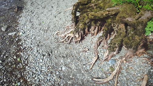 High angle view of lizard on tree trunk