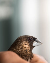 Close-up of hand holding bird