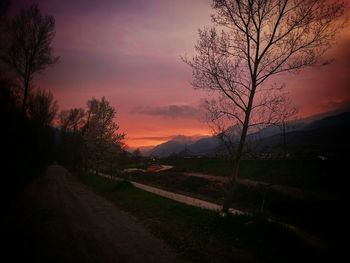 Bare trees on road at sunset