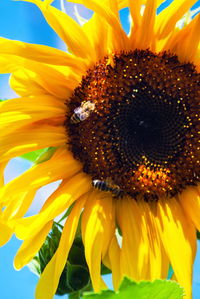 Close-up of sunflower