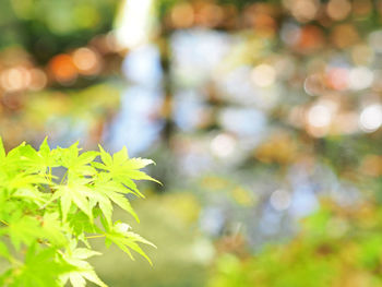 Close-up of flowering plant leaves