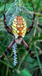Close-up of water drops on leaf