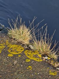 High angle view of plant on rock by lake