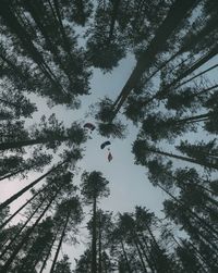 Low angle view of trees