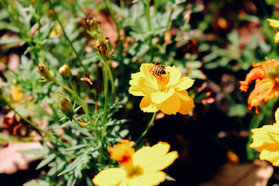 Close-up of bee pollinating on yellow flower