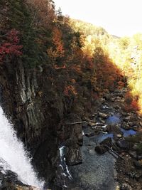 River amidst trees in forest during autumn