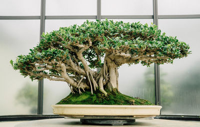 Bonsai growing on table against window