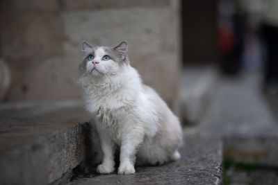 Portrait of cat sitting on wall