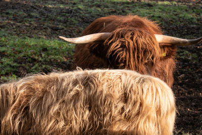 Highland cattle