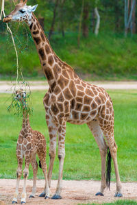 Giraffes standing on field