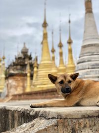 Portrait of a dog on a temple