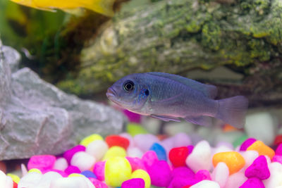 Close-up of fish swimming in aquarium