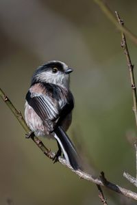 Close-up of bird perching on branch