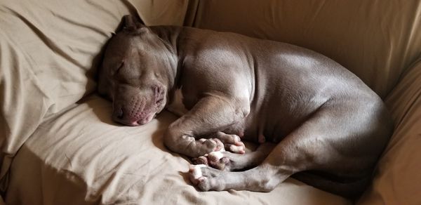 High angle view of dog sleeping on bed