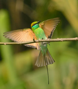 Close-up of bird flying