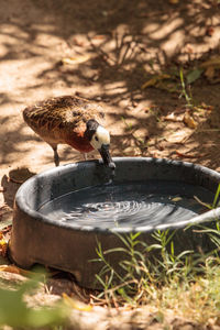 Close-up of bird perching on ground