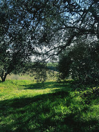 Trees growing in field