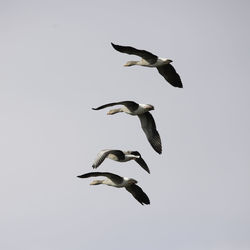 Low angle view of birds flying