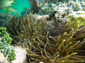 Close-up of coral in sea