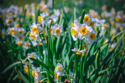 Close-up of yellow flowering plants on field