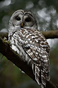 Close-up of owl perching outdoors