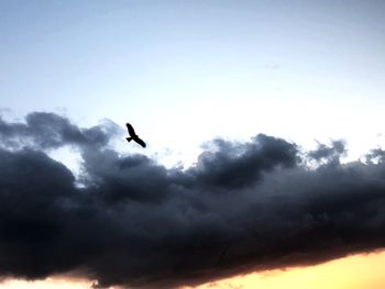 Low angle view of bird flying in sky