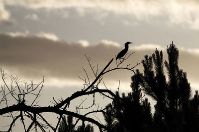 Low angle view of silhouette birds perching on tree against sky