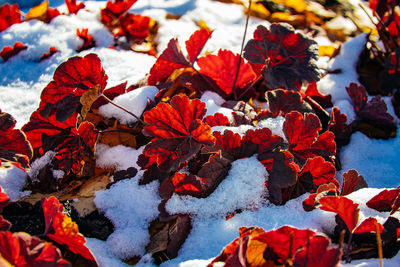 Close-up of autumn leaves during winter