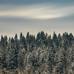 Trees in forest against sky