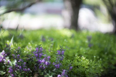 Close-up of purple flowers blooming in field