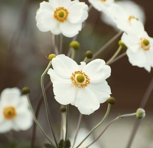 Close-up of white cherry blossom