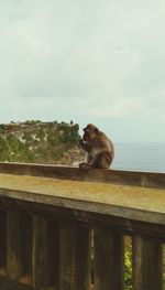 Cat sitting on bridge against sky