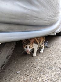 Portrait of cat by kitten