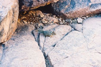 Close-up of lizard on rock