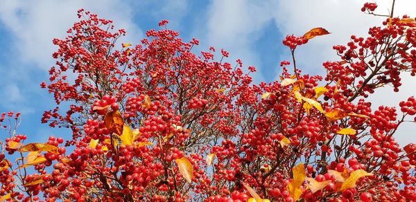 Low angle view of flowering plant against sky