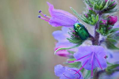 Close-up of green insect on purple flowering plant