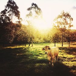 Sheep on field against trees