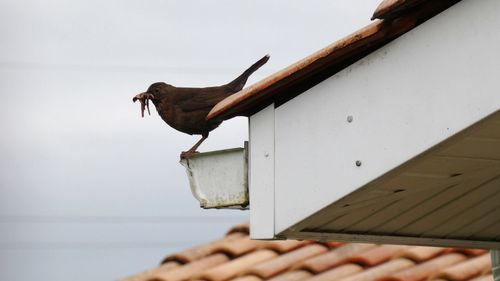 Close-up of bird on wood against lake