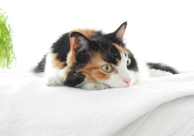 Close-up of a cat looking away