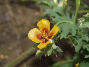 Close-up of yellow flower